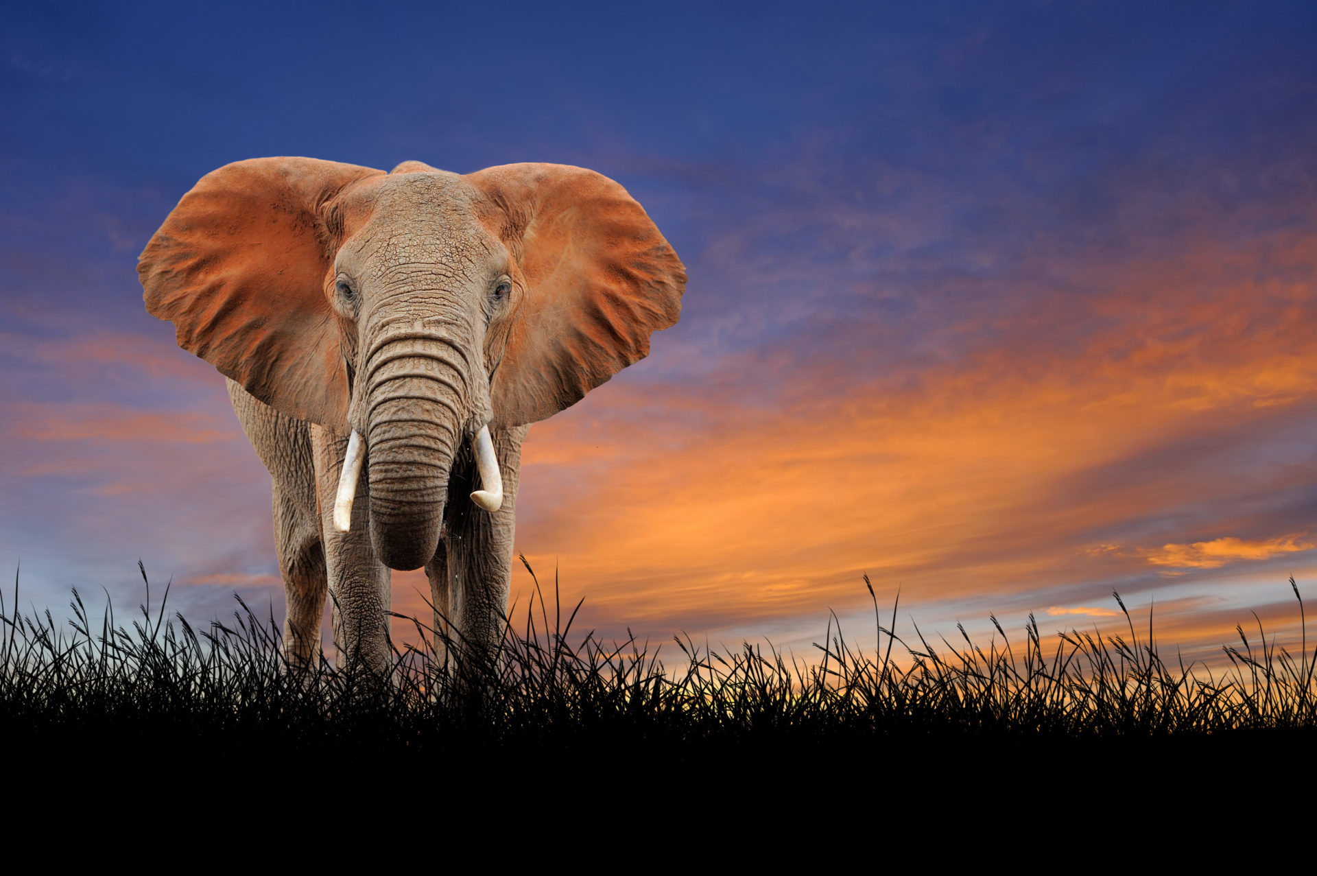 Detail Hd Elephant Nomer 14