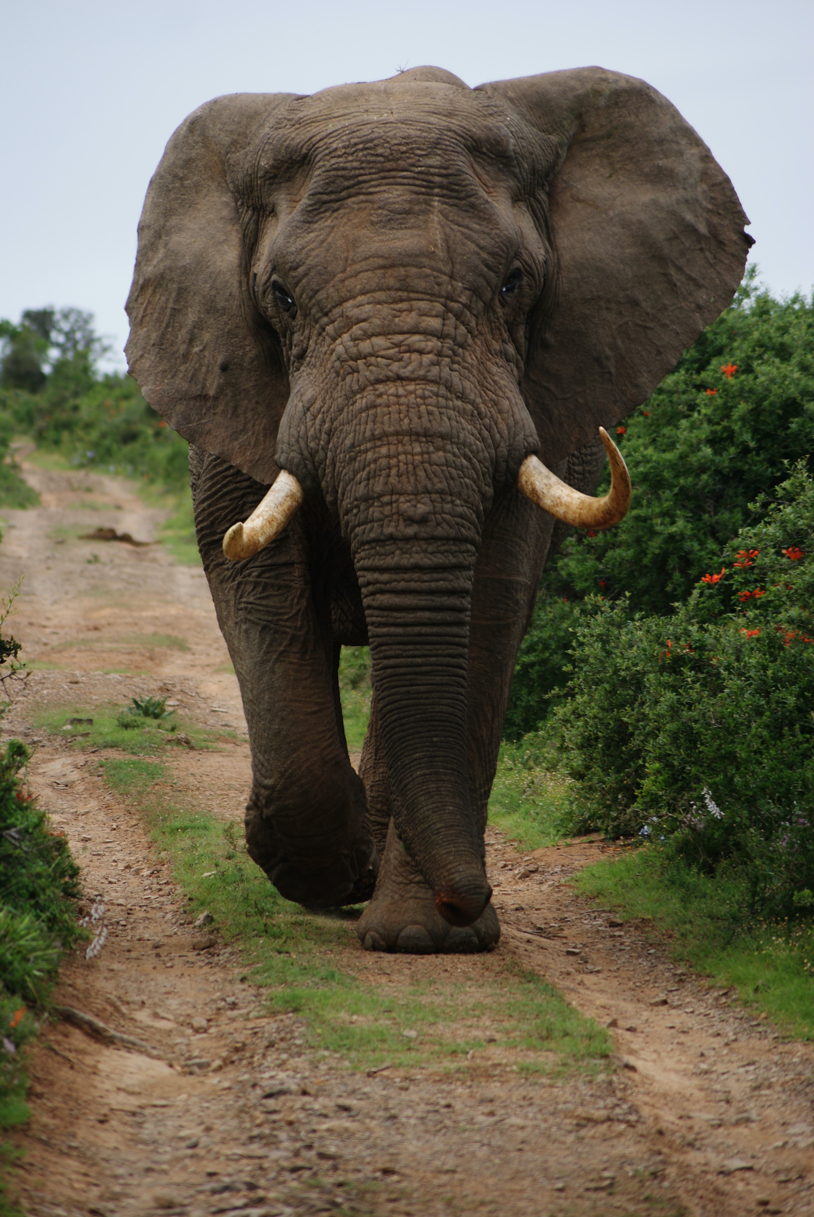 Detail Hd Elephant Nomer 15