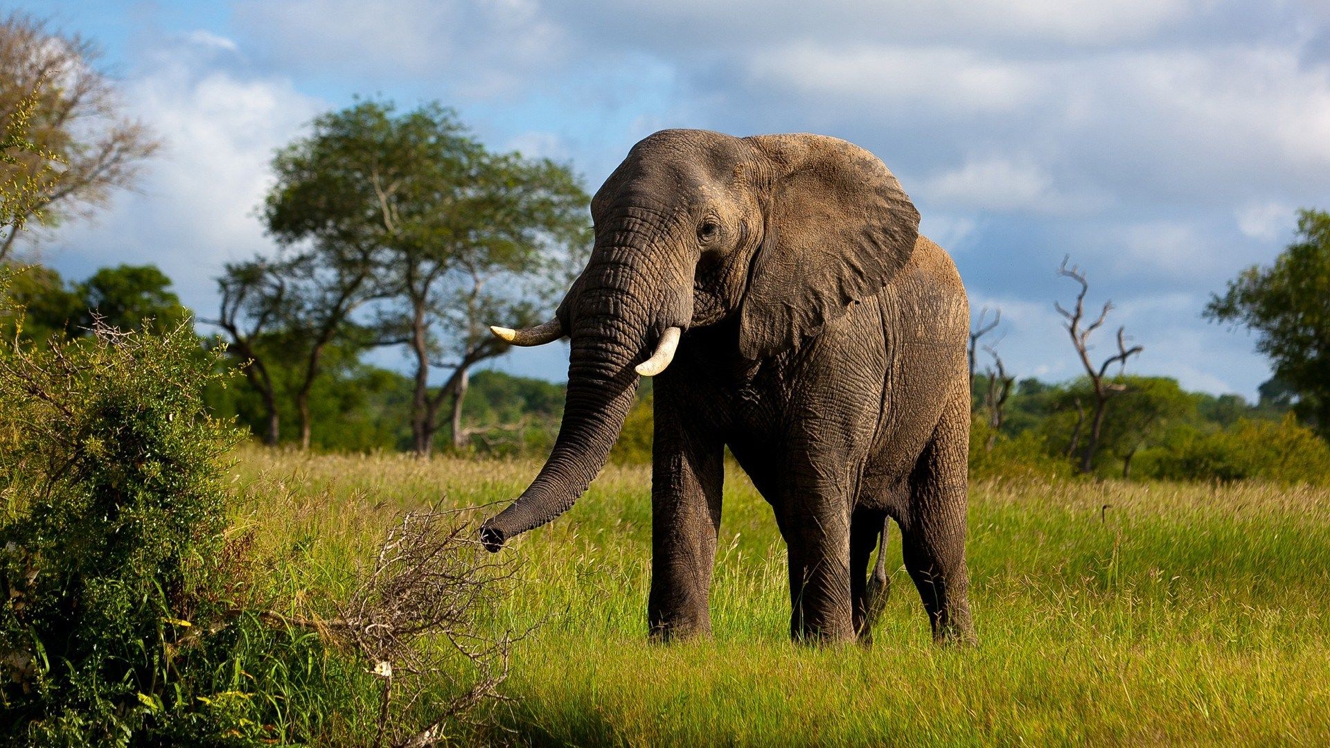 Detail Hd Elephant Nomer 16