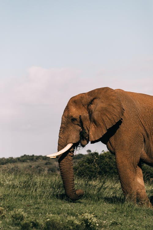 Detail Hd Elephant Nomer 17