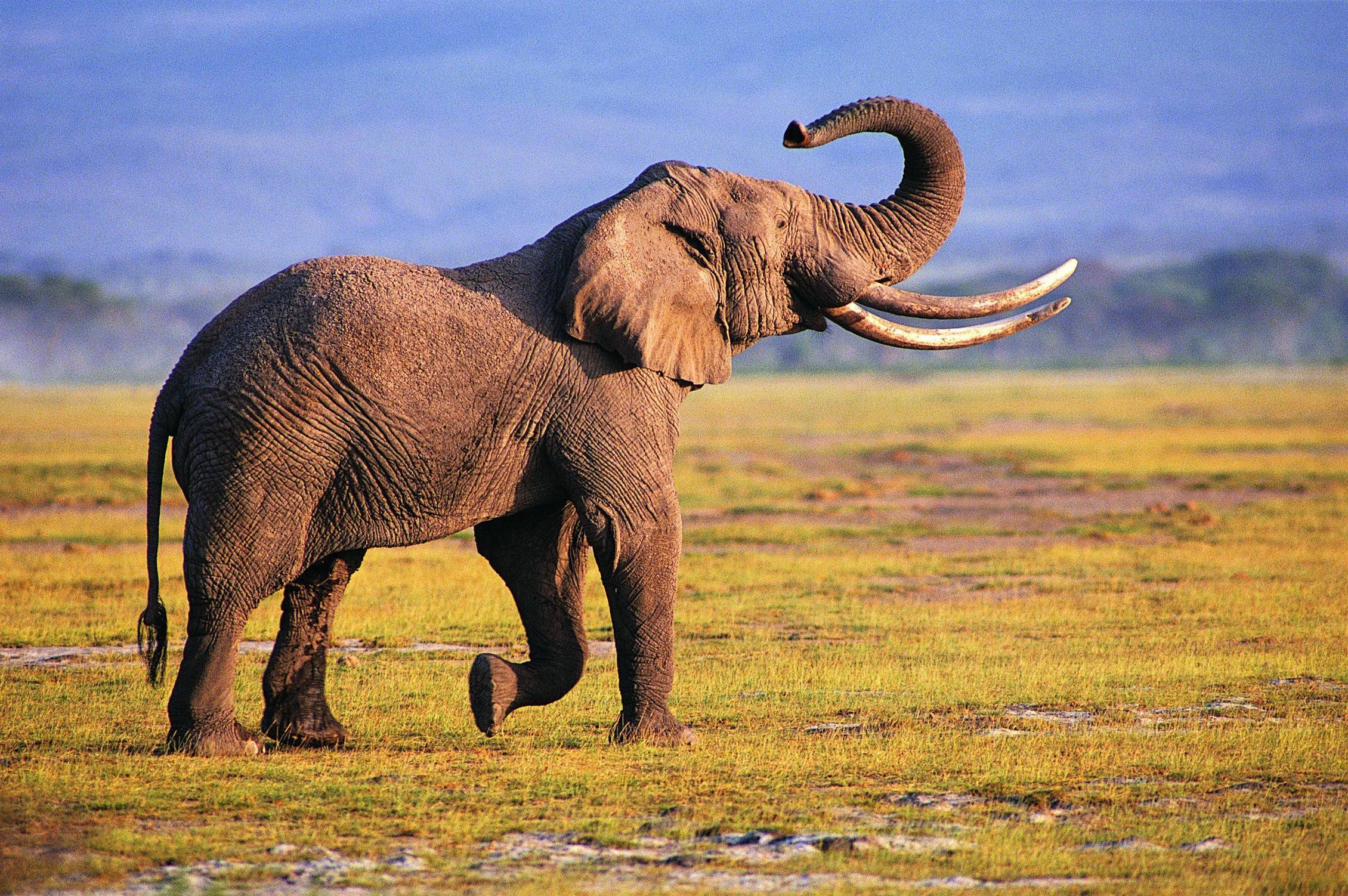 Detail Hd Elephant Nomer 18