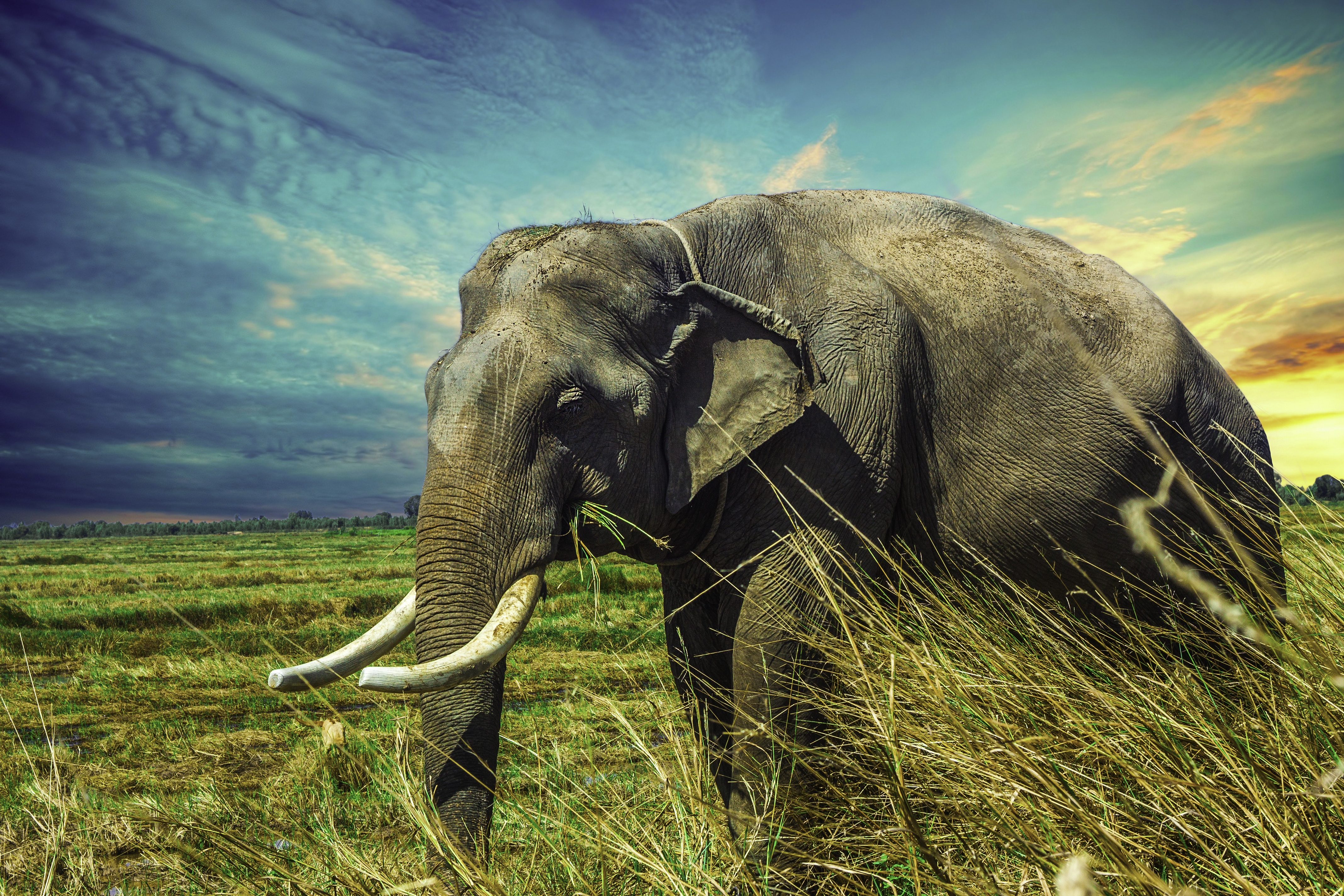 Detail Hd Elephant Nomer 19