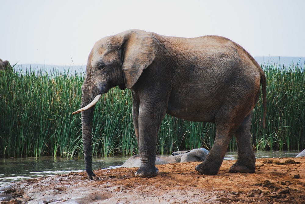 Detail Hd Elephant Nomer 20