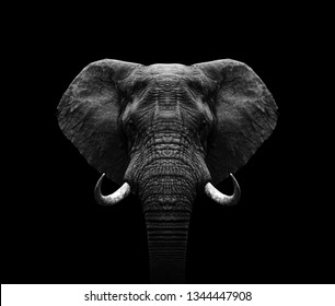 Detail Hd Elephant Nomer 21
