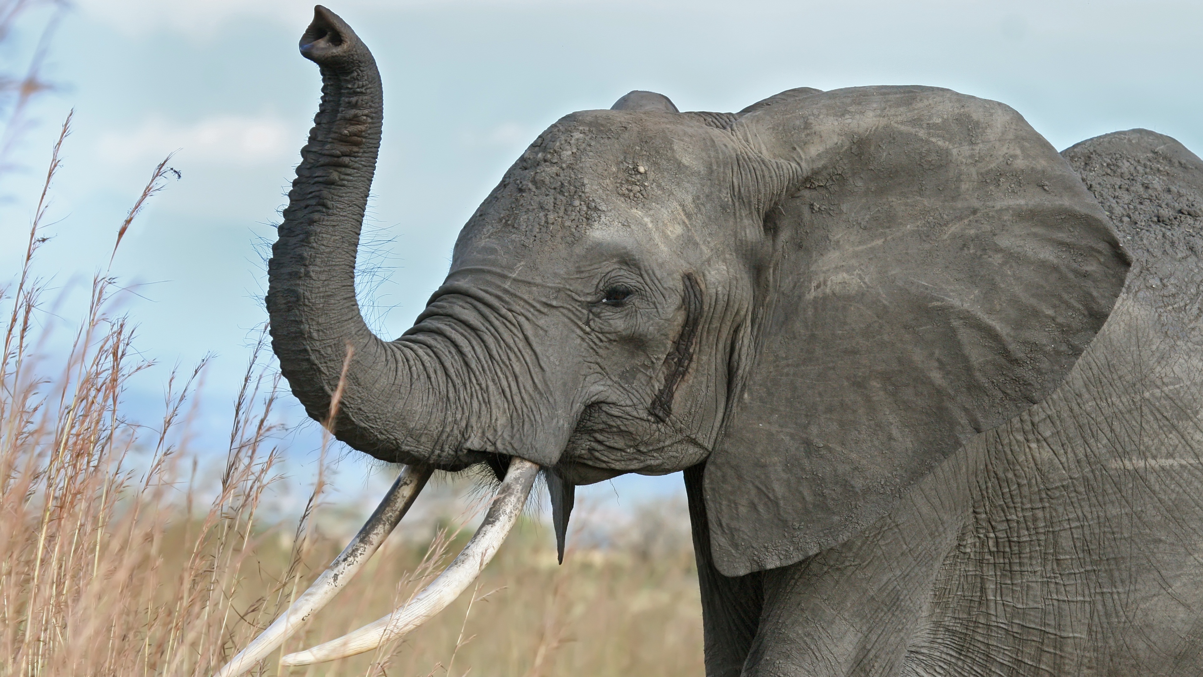 Detail Hd Elephant Nomer 22