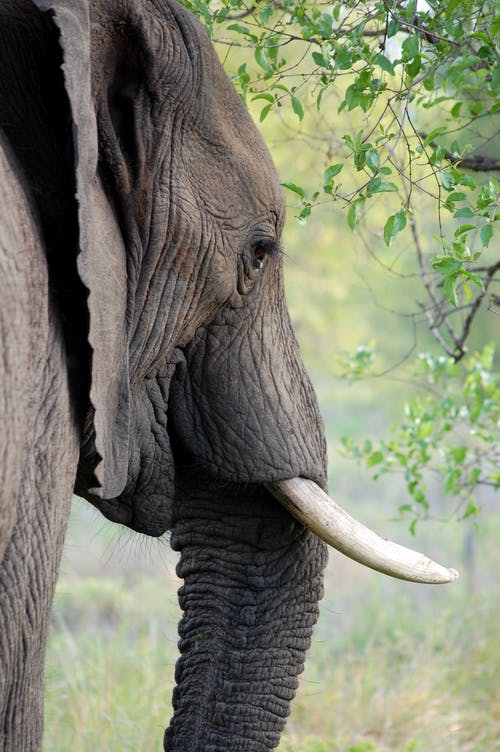 Detail Hd Elephant Nomer 23