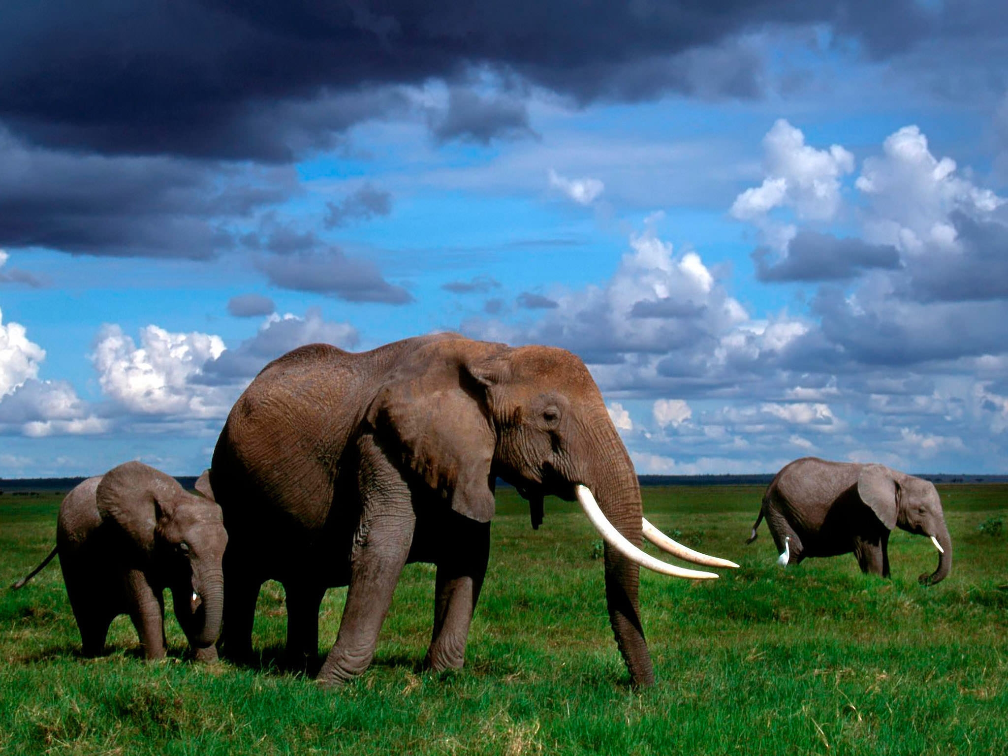 Detail Hd Elephant Nomer 24