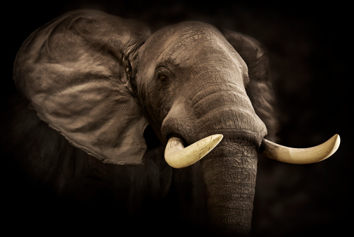 Detail Hd Elephant Nomer 25