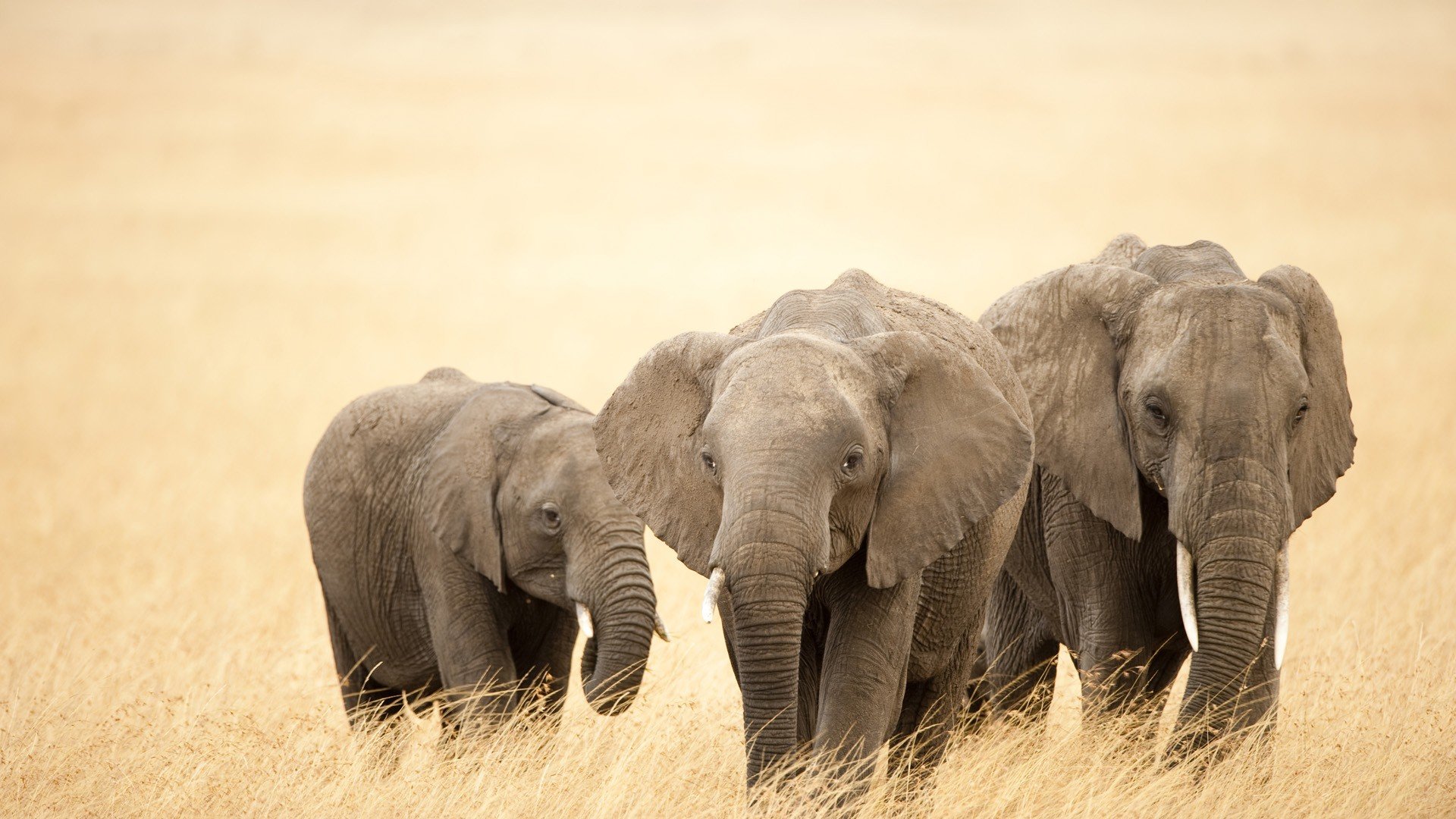 Detail Hd Elephant Nomer 27