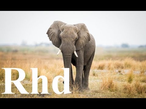 Detail Hd Elephant Nomer 28