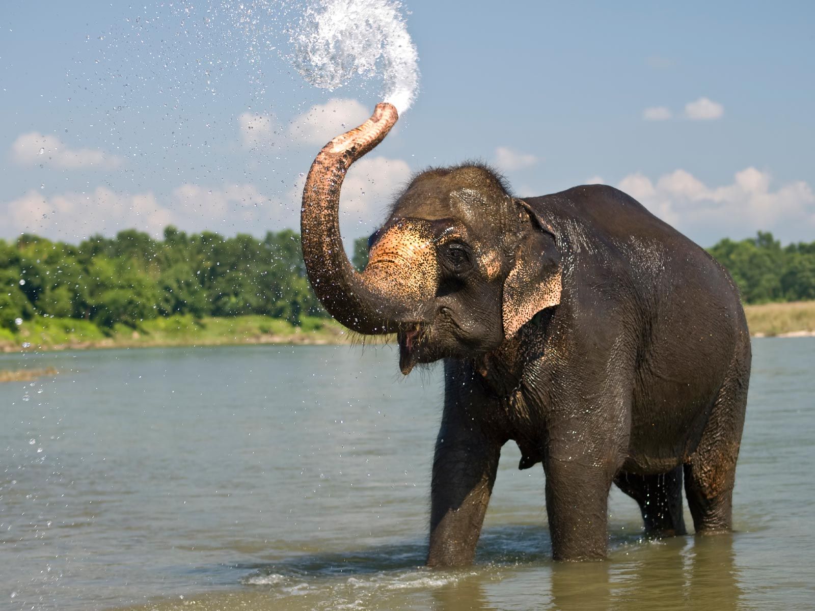 Detail Hd Elephant Nomer 4