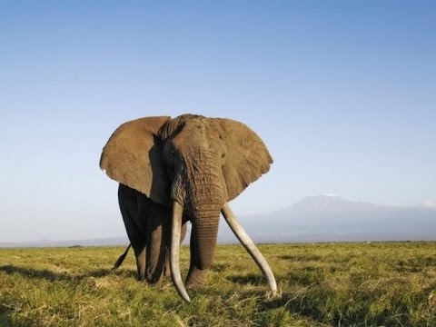 Detail Hd Elephant Nomer 29