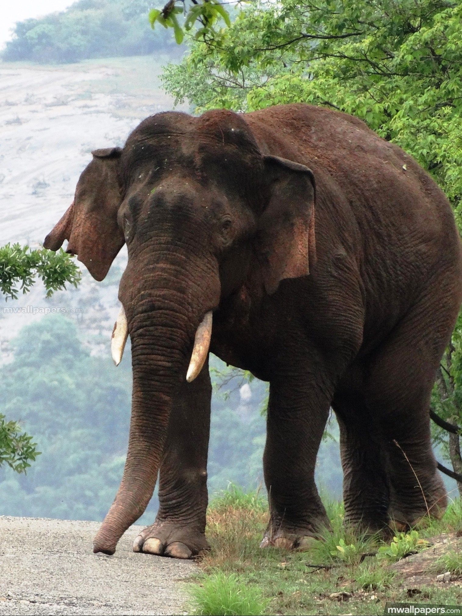 Detail Hd Elephant Nomer 30