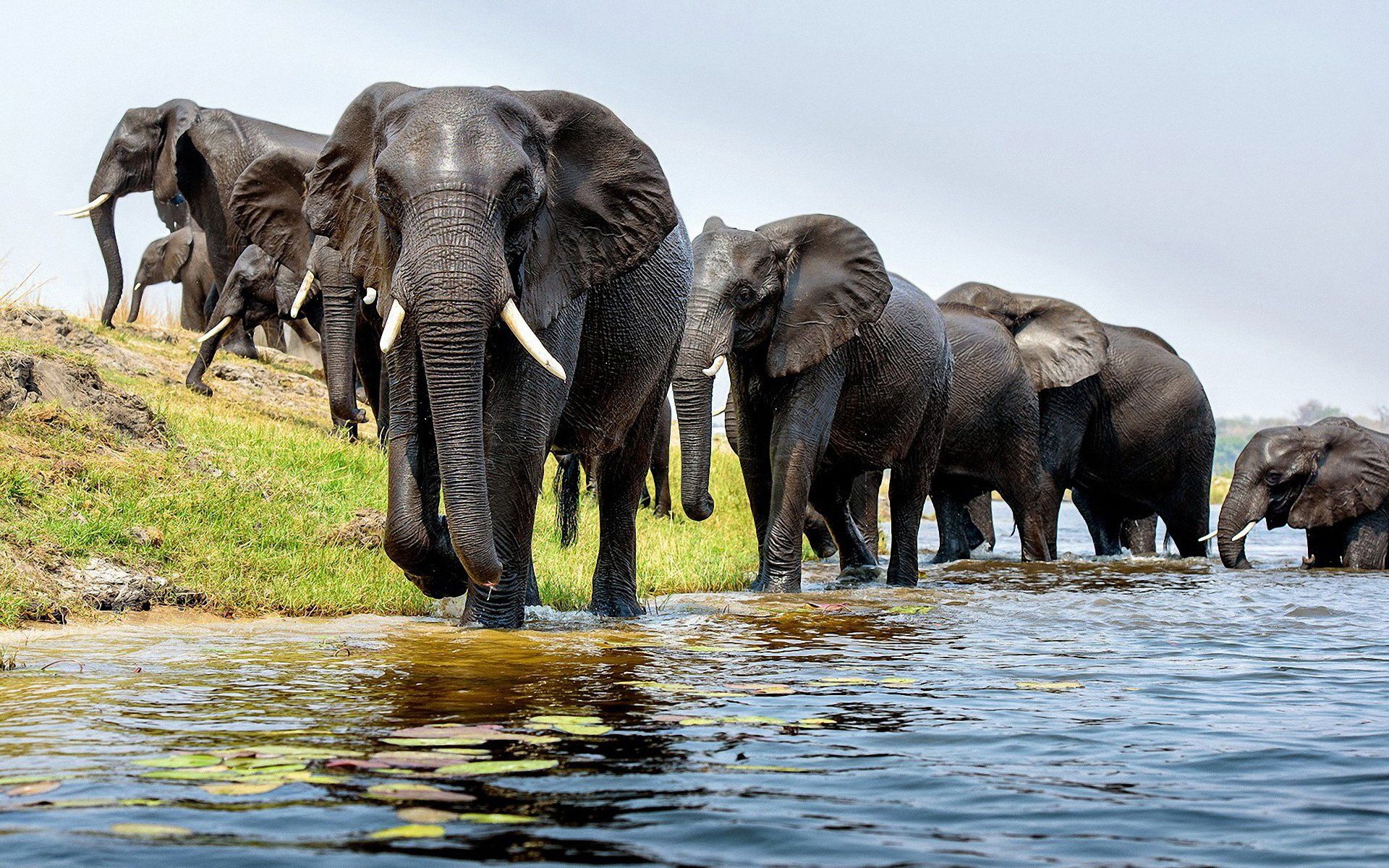 Detail Hd Elephant Nomer 33