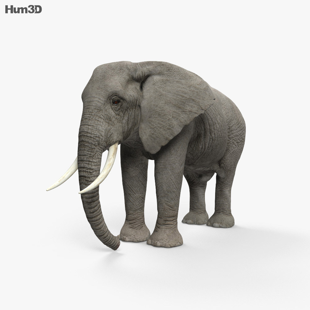 Detail Hd Elephant Nomer 34