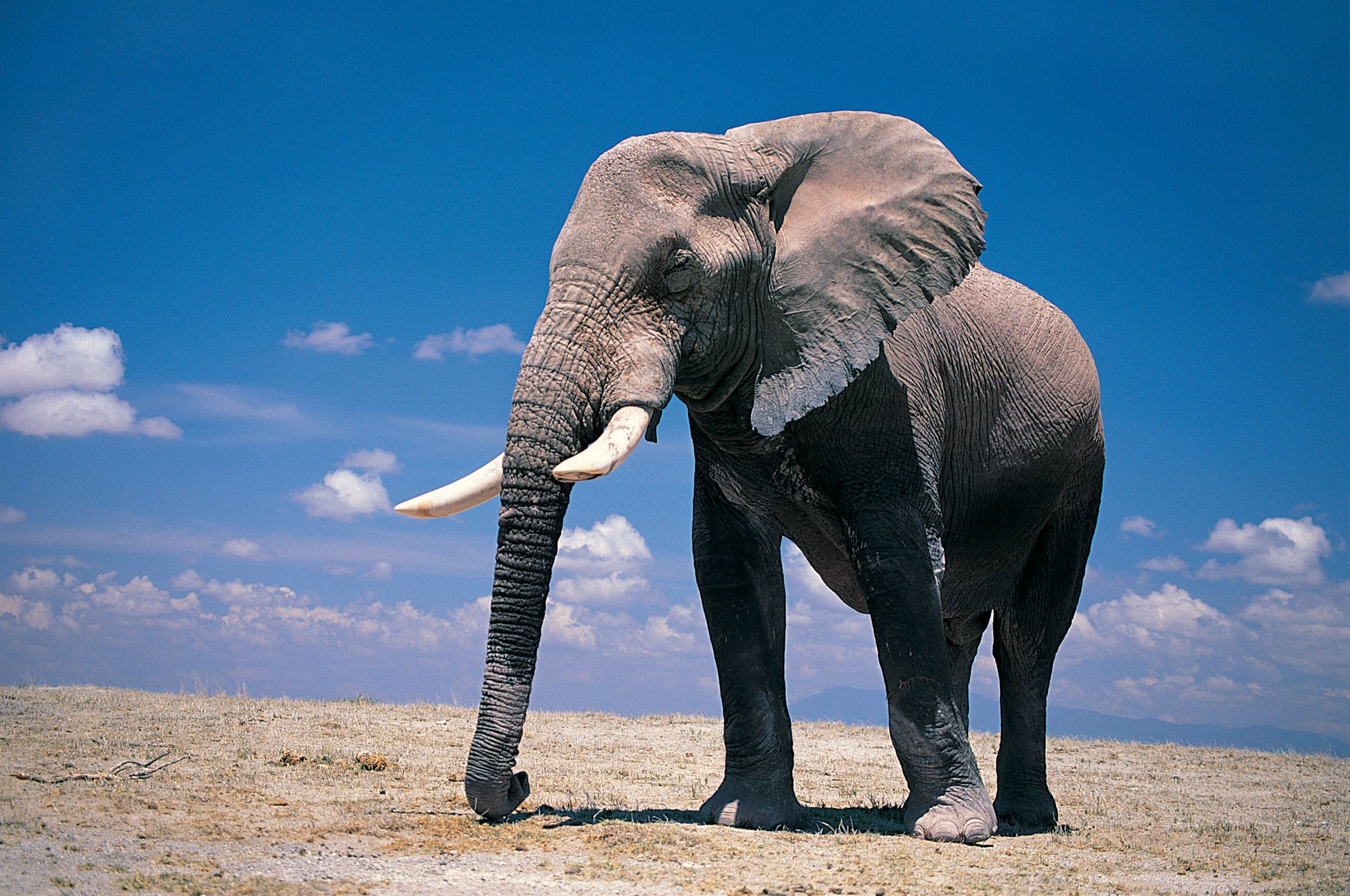 Detail Hd Elephant Nomer 35