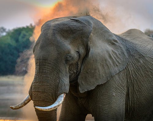 Detail Hd Elephant Nomer 36