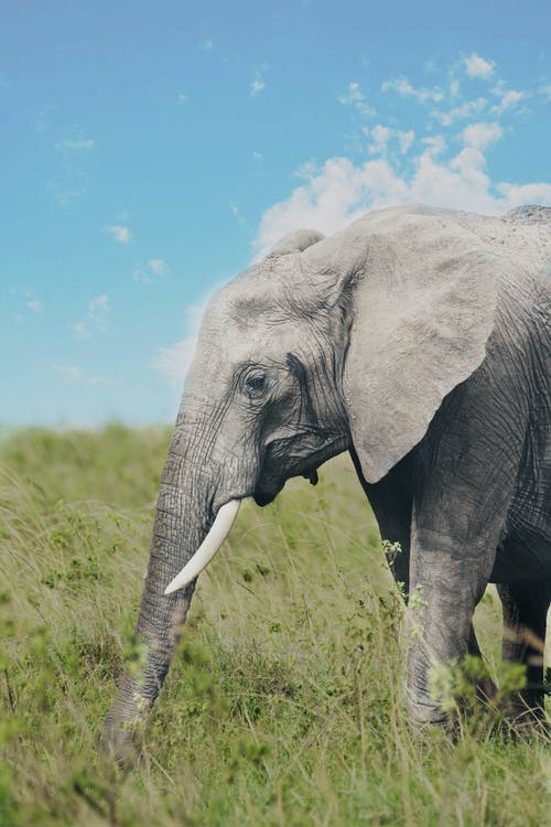 Detail Hd Elephant Nomer 37