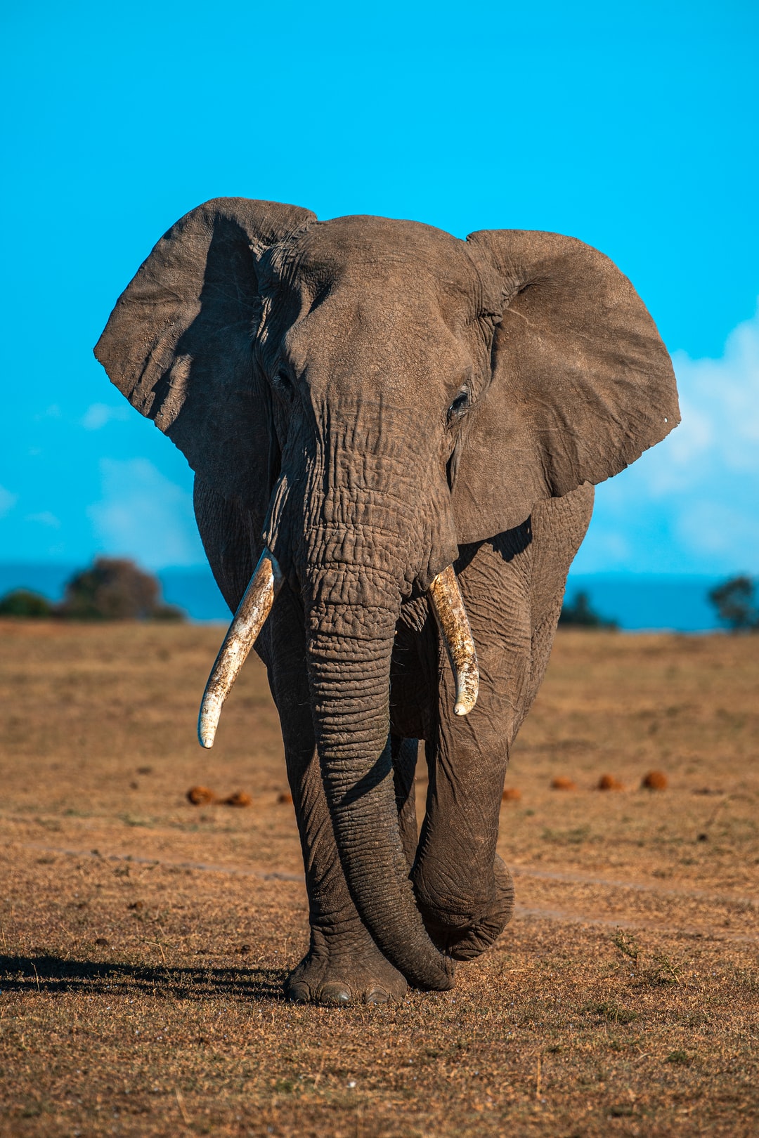 Detail Hd Elephant Nomer 5