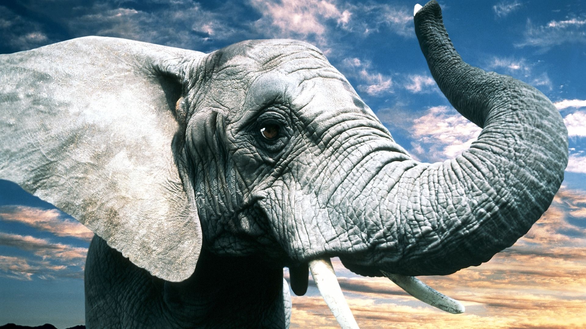 Detail Hd Elephant Nomer 39