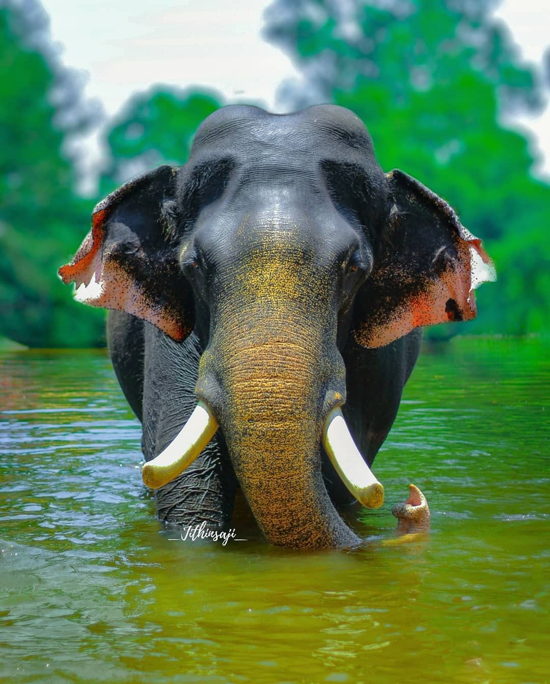Detail Hd Elephant Nomer 40