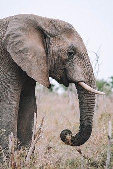 Detail Hd Elephant Nomer 41