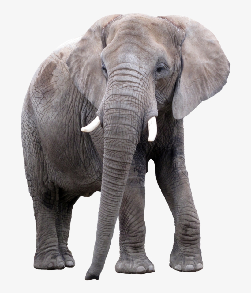 Detail Hd Elephant Nomer 43