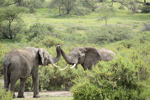 Detail Hd Elephant Nomer 44