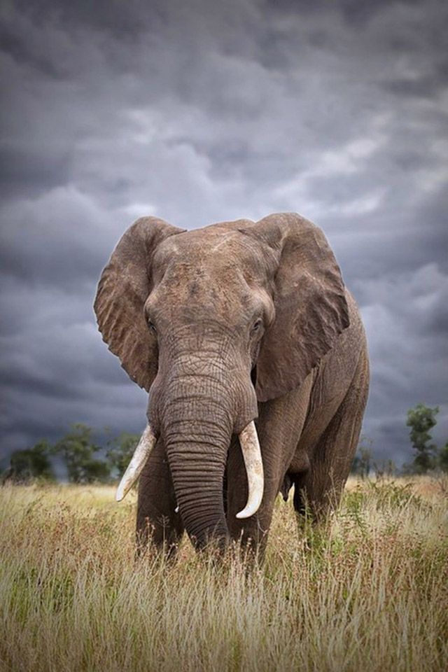 Detail Hd Elephant Nomer 46