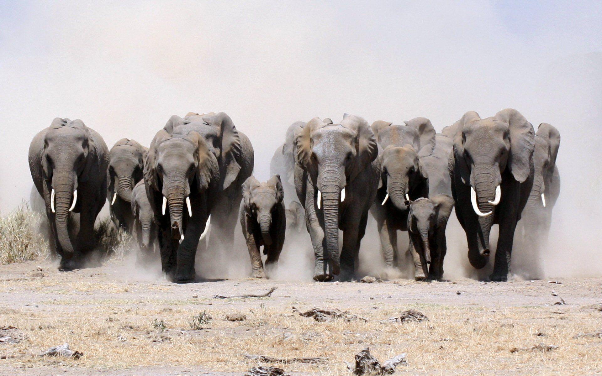 Detail Hd Elephant Nomer 47