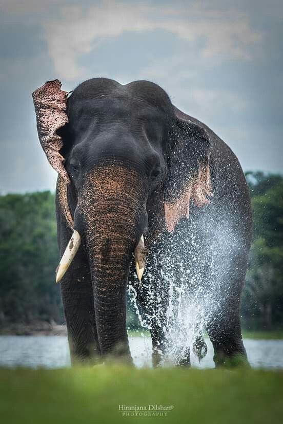 Detail Hd Elephant Nomer 50