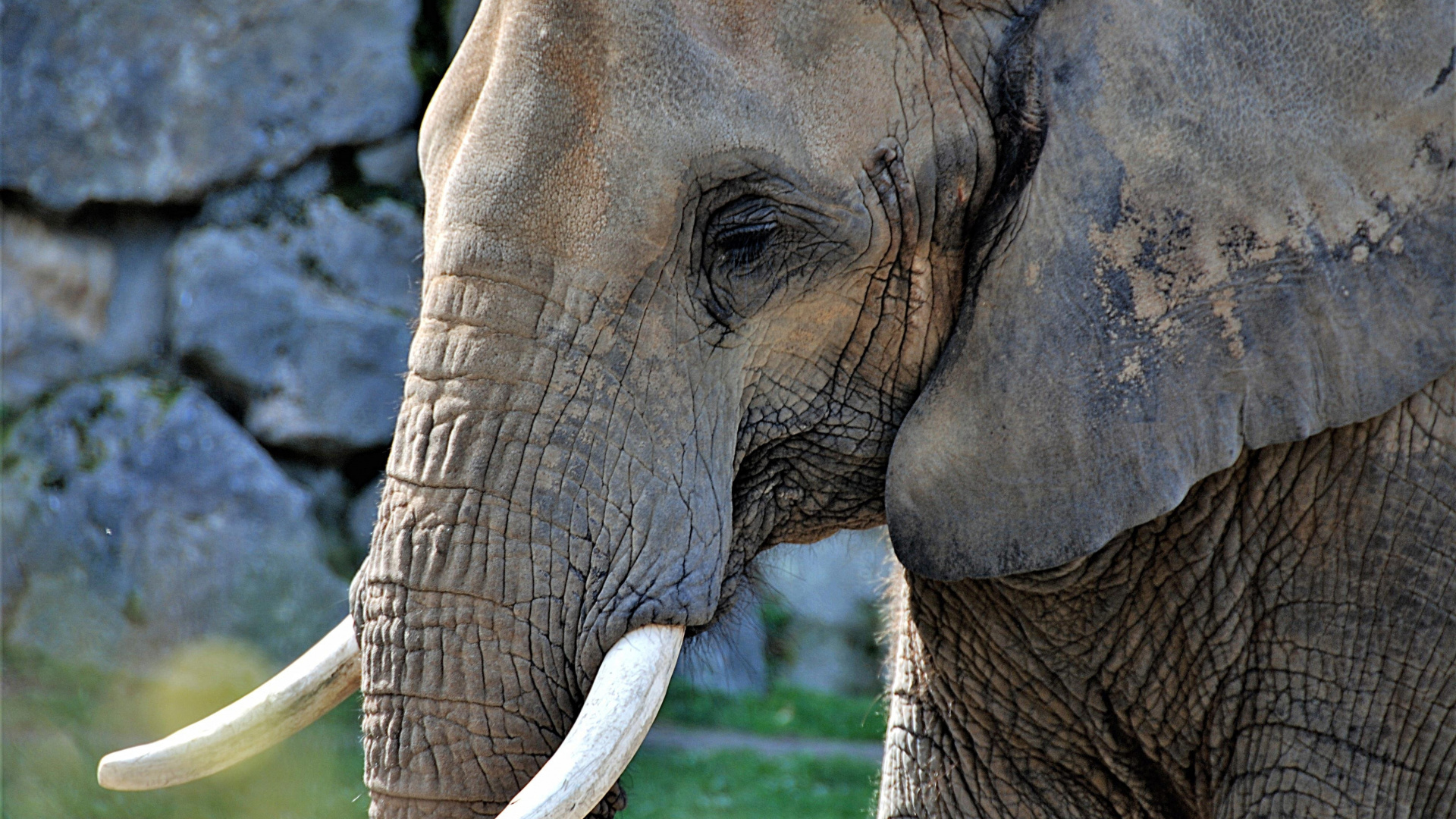 Detail Hd Elephant Nomer 51