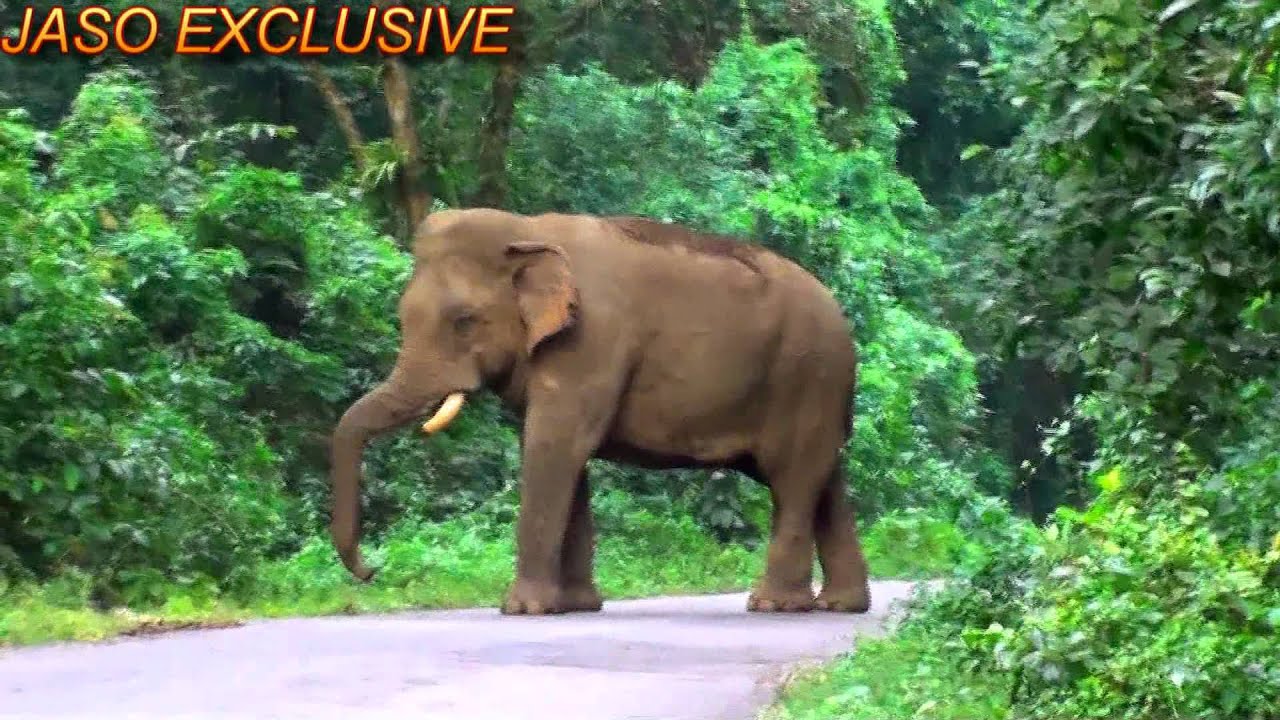 Detail Hd Elephant Nomer 53