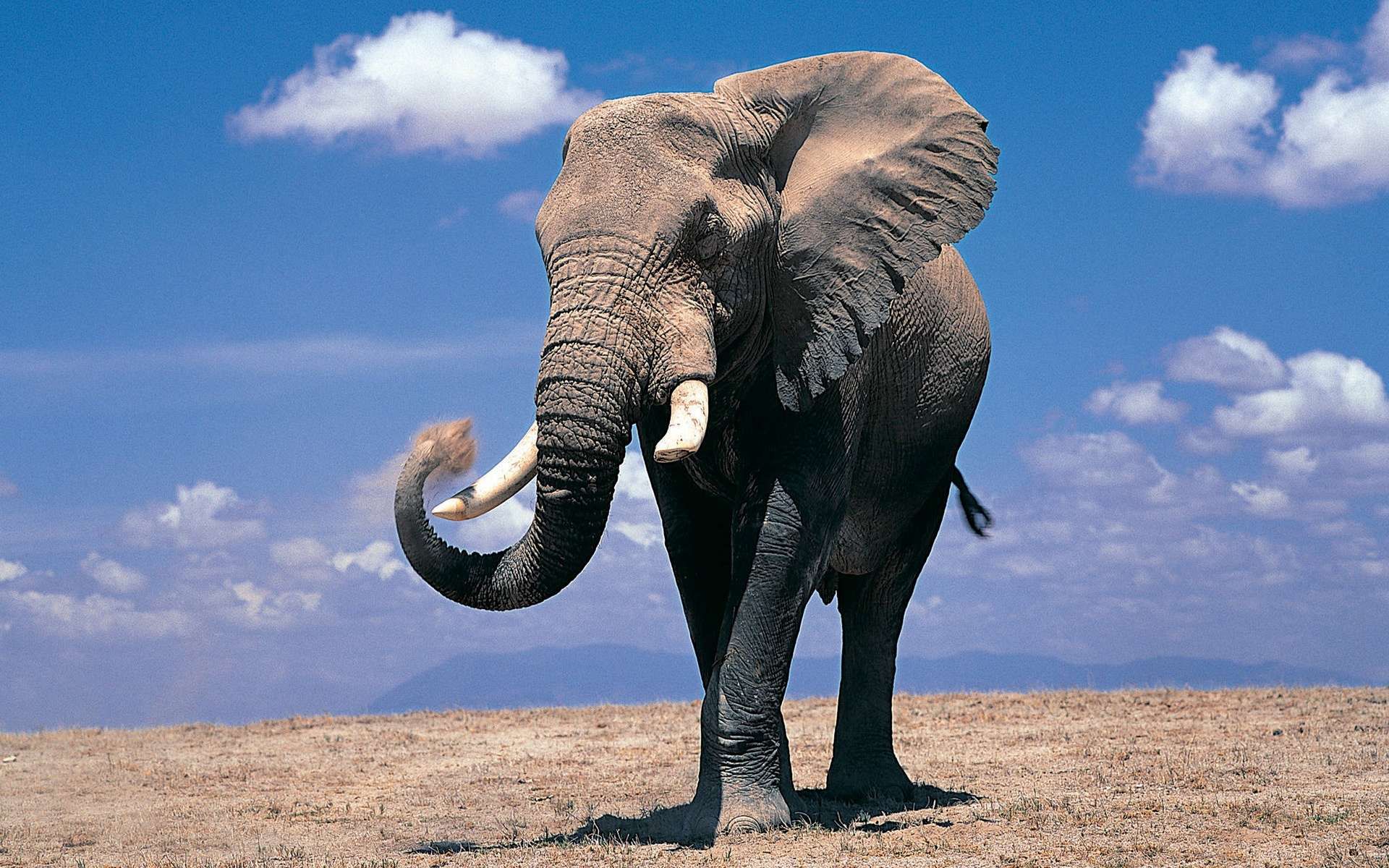 Detail Hd Elephant Nomer 7