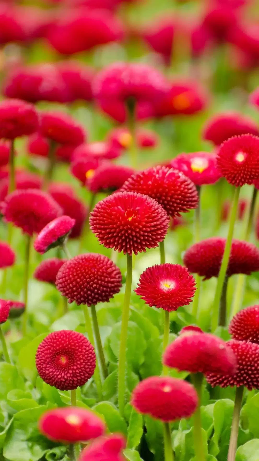 Detail Hd Flower Pic Nomer 49