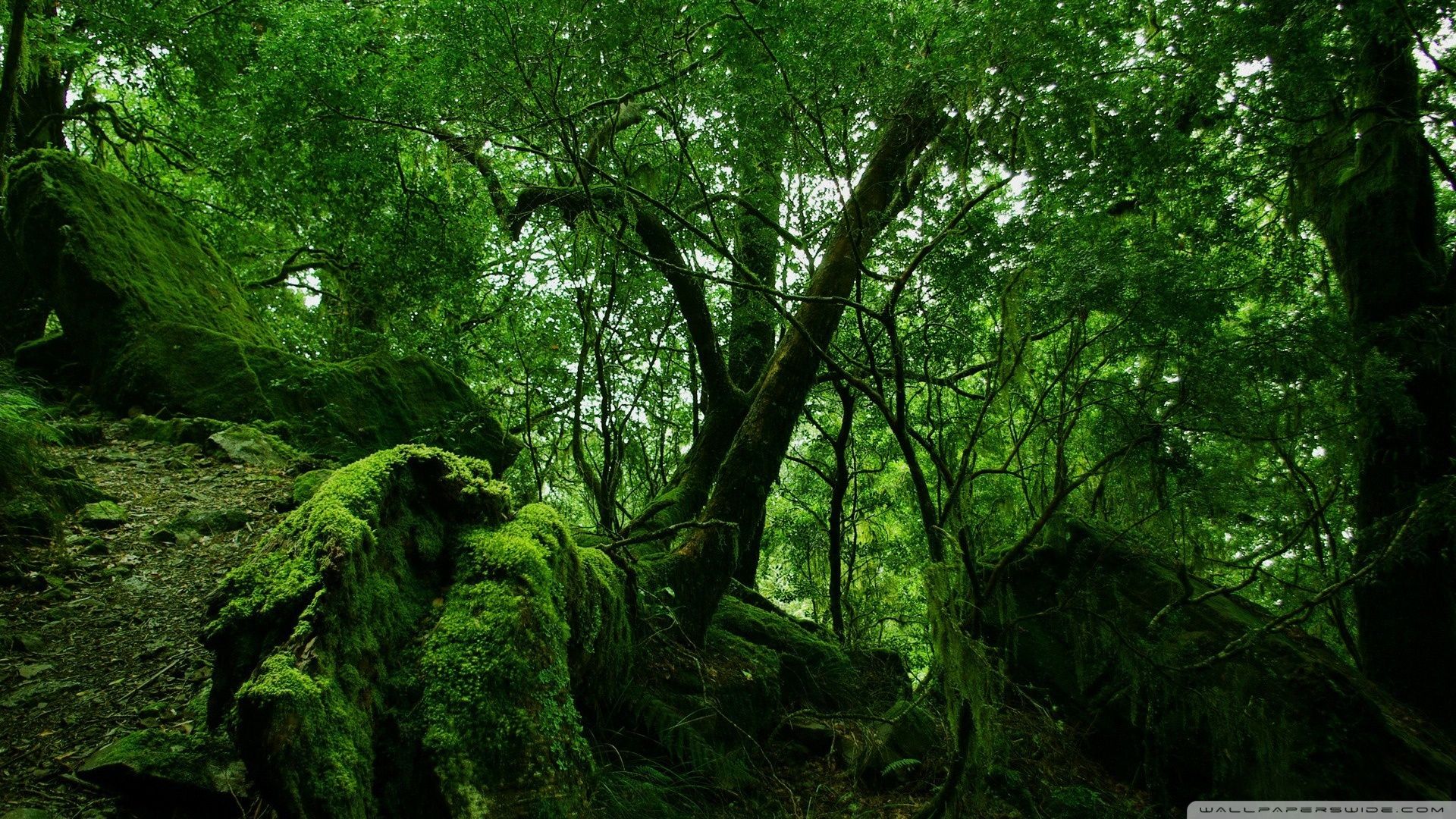 Detail Hd Forest Wallpaper Nomer 39