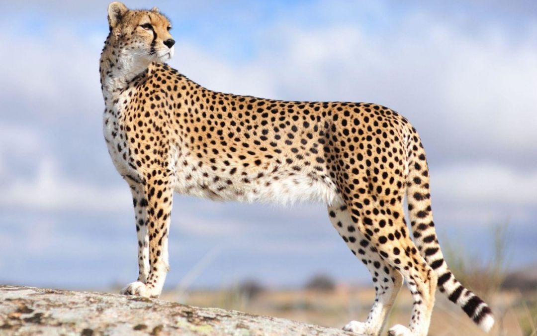 Detail Hd Images Of Cheetah Nomer 13
