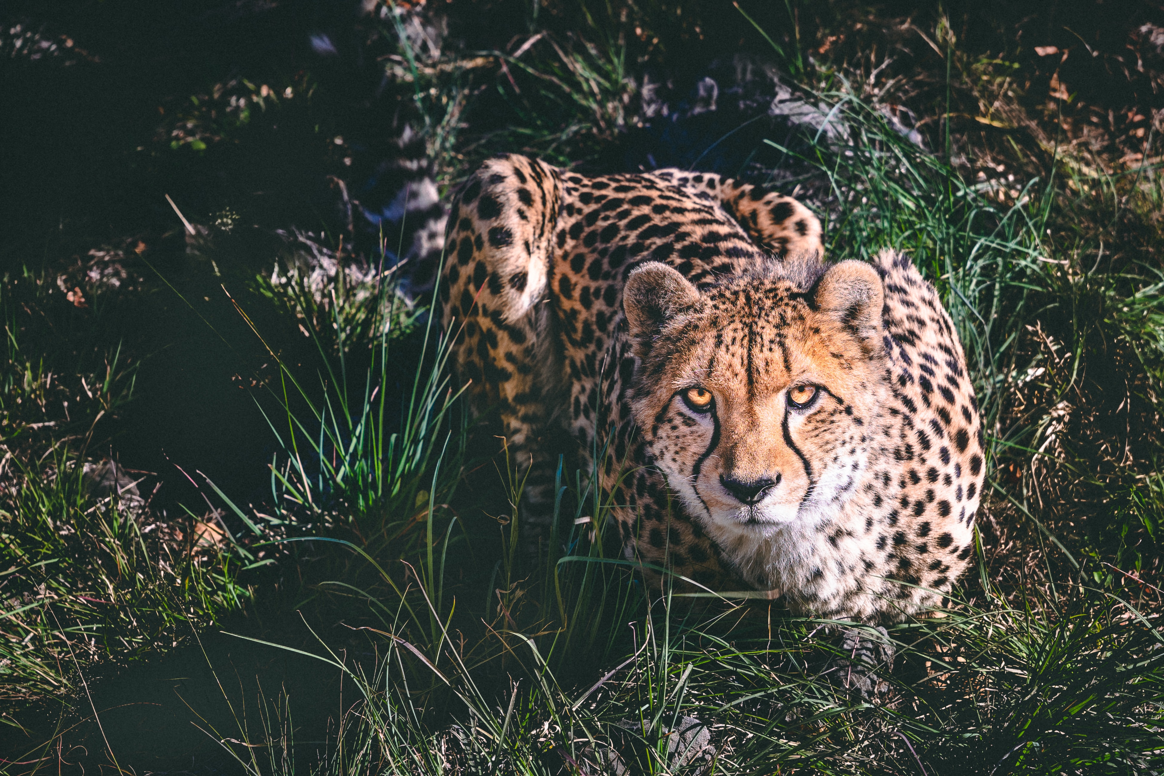 Detail Hd Images Of Cheetah Nomer 14