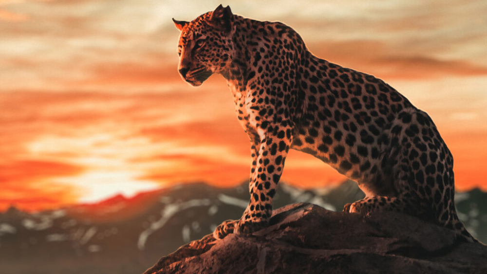Detail Hd Images Of Cheetah Nomer 18