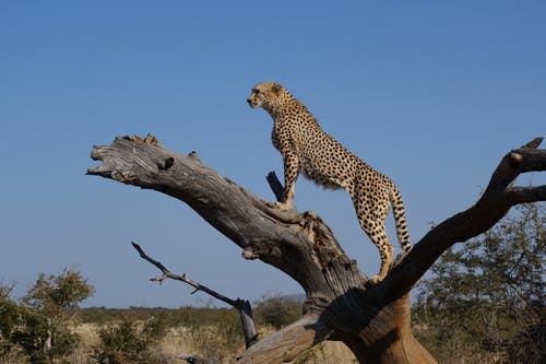 Detail Hd Images Of Cheetah Nomer 28