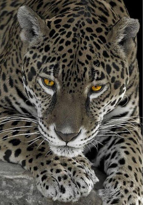 Detail Hd Images Of Cheetah Nomer 38