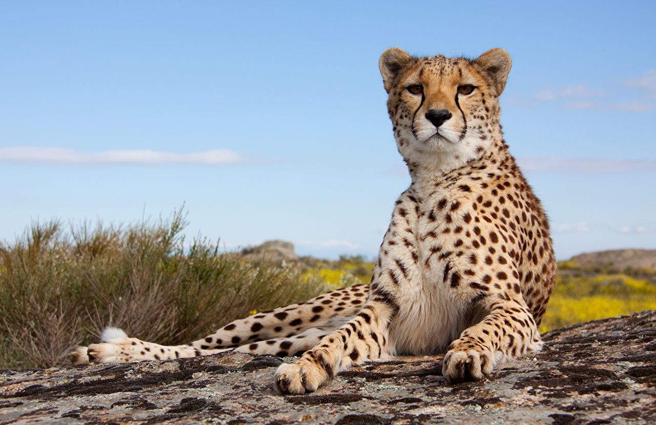 Detail Hd Images Of Cheetah Nomer 47