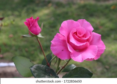 Detail Hd Images Rose Flowers Nomer 30