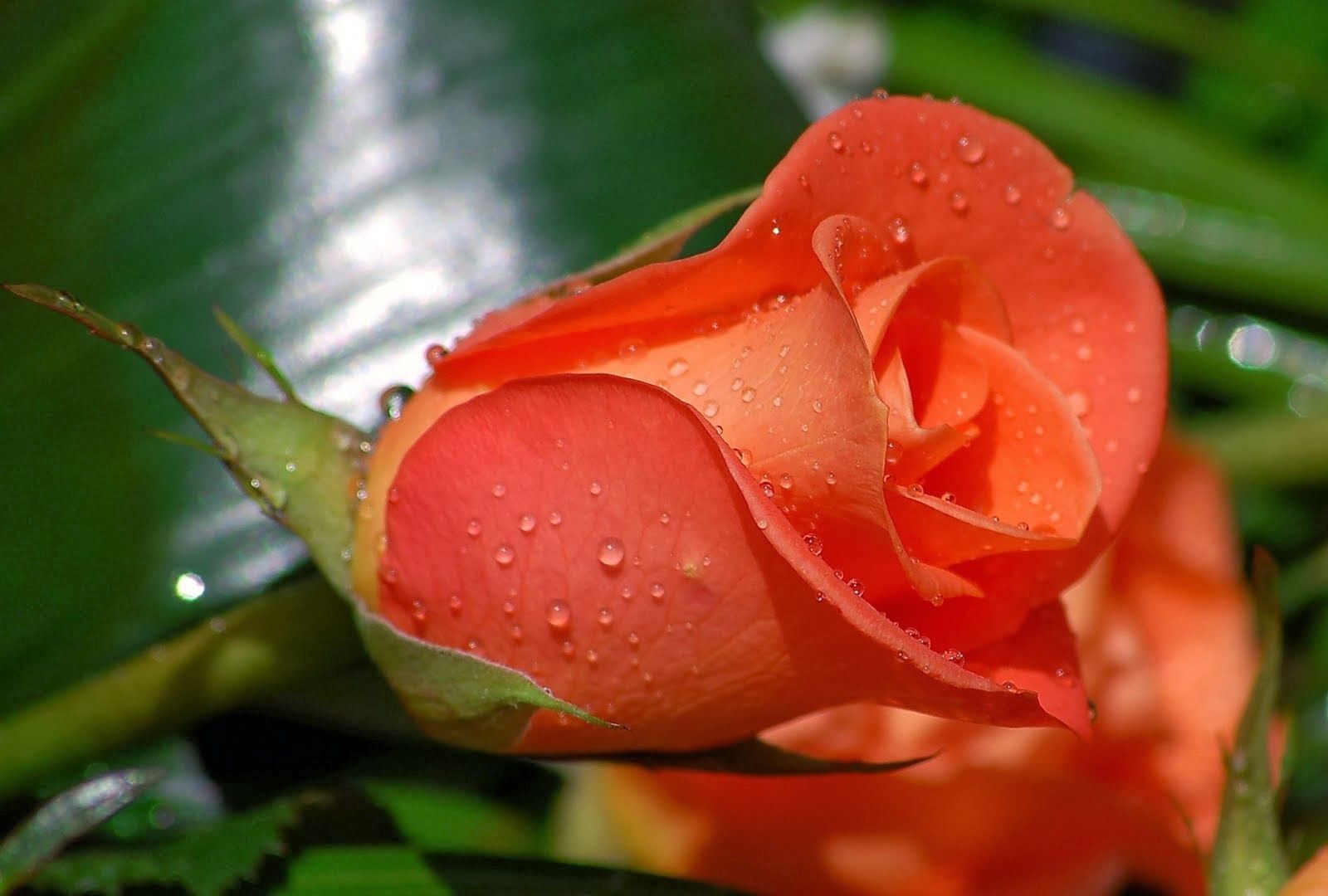 Detail Hd Images Rose Flowers Nomer 31