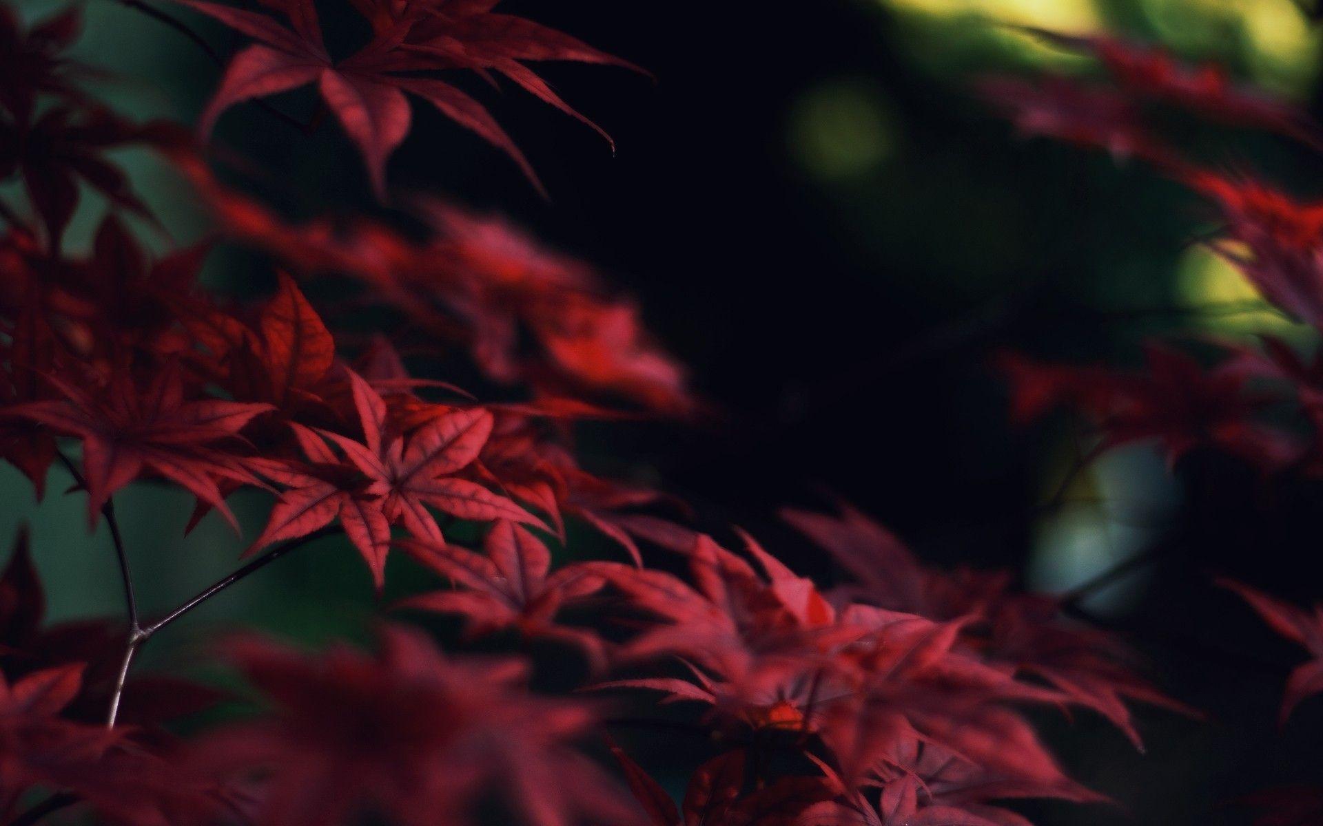 Detail Hd Leaves Wallpaper Nomer 26