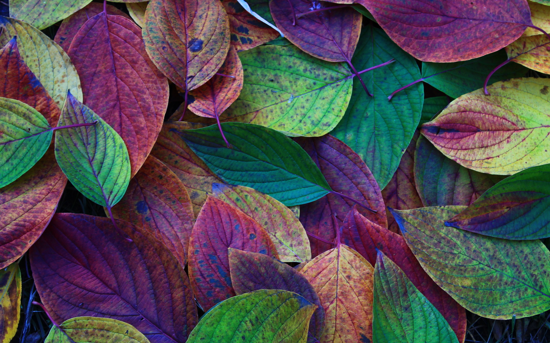 Detail Hd Leaves Wallpaper Nomer 28