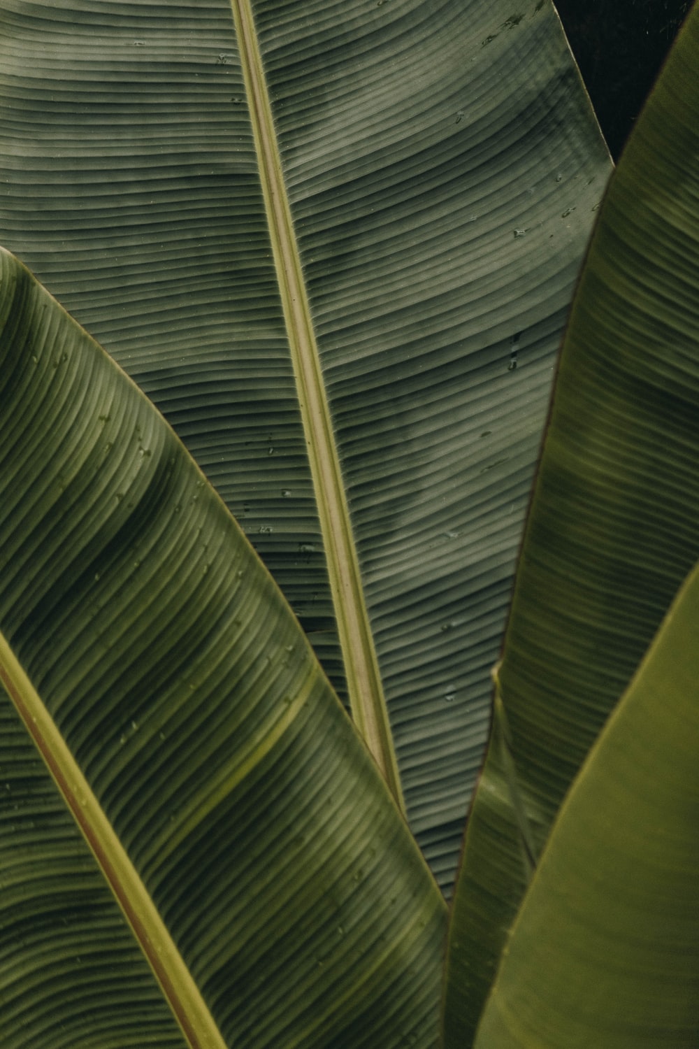 Detail Hd Leaves Wallpaper Nomer 30