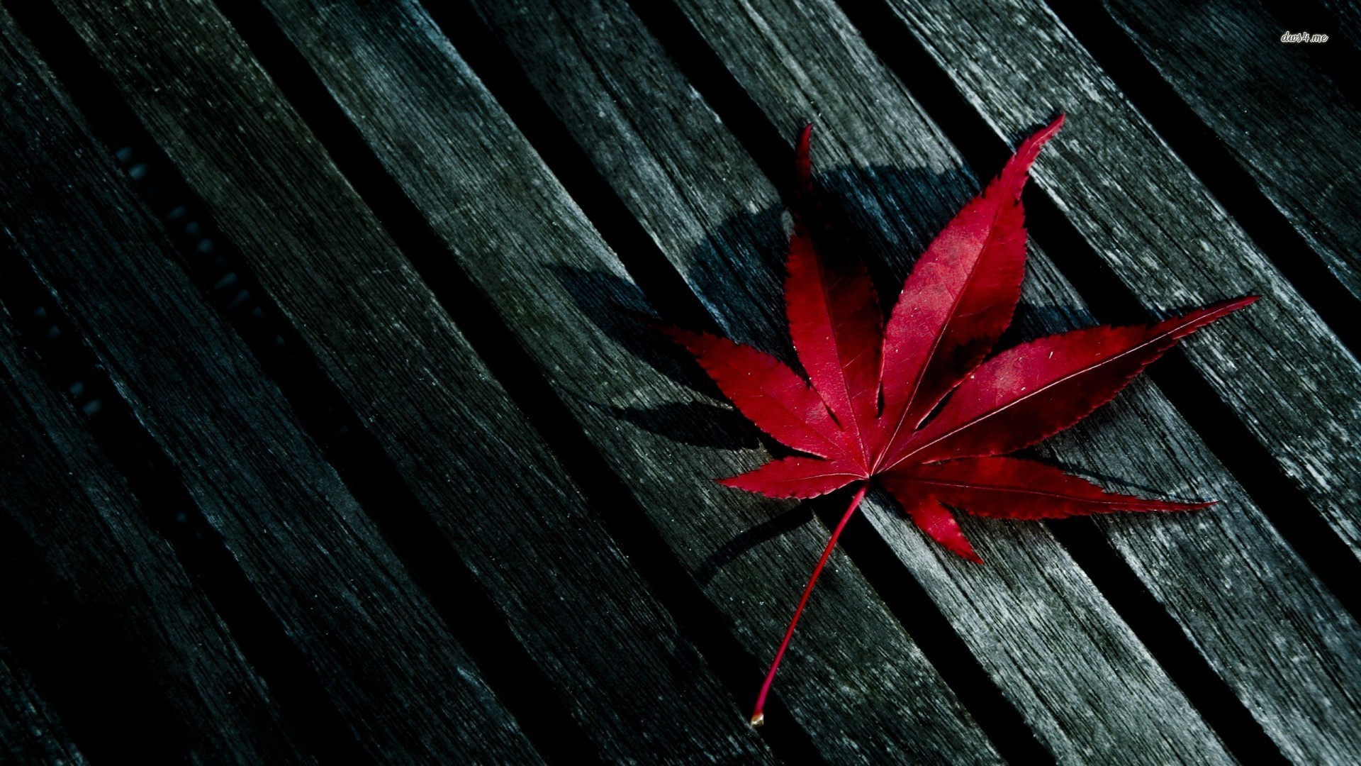 Detail Hd Leaves Wallpaper Nomer 45