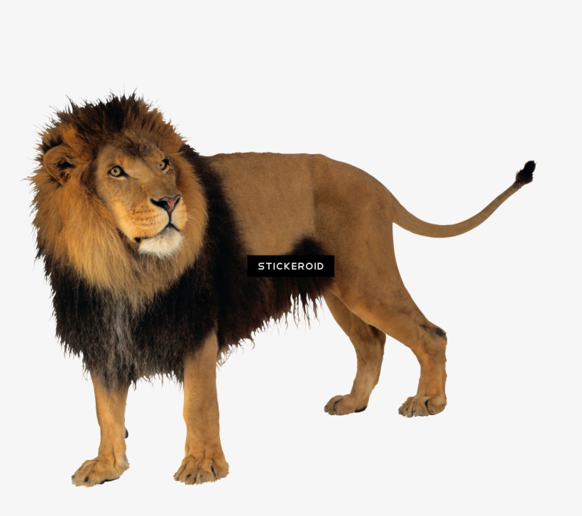 Detail Hd Lion Nomer 48