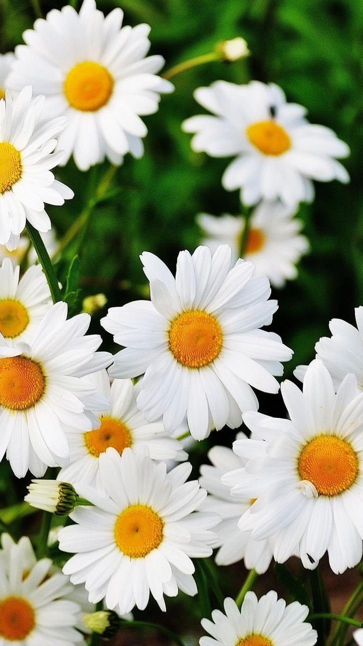 Detail Hd Mobile Wallpaper Nomer 42